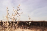 香草天空下的奇迹——解读一场绿茵场上的高尔夫特写