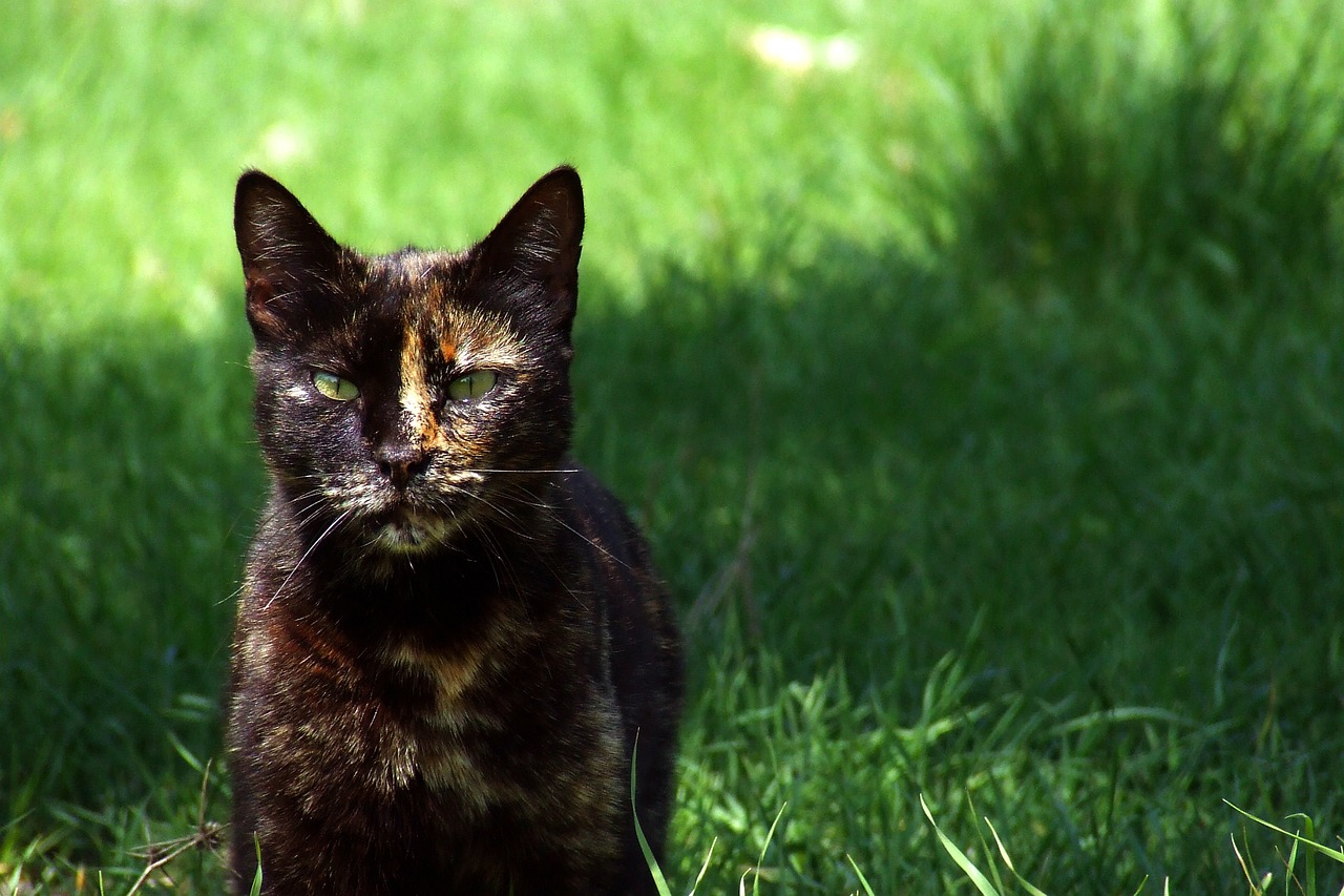 王欣瑜再现猫咪狩猎，揭秘猫咪的猎手本能！